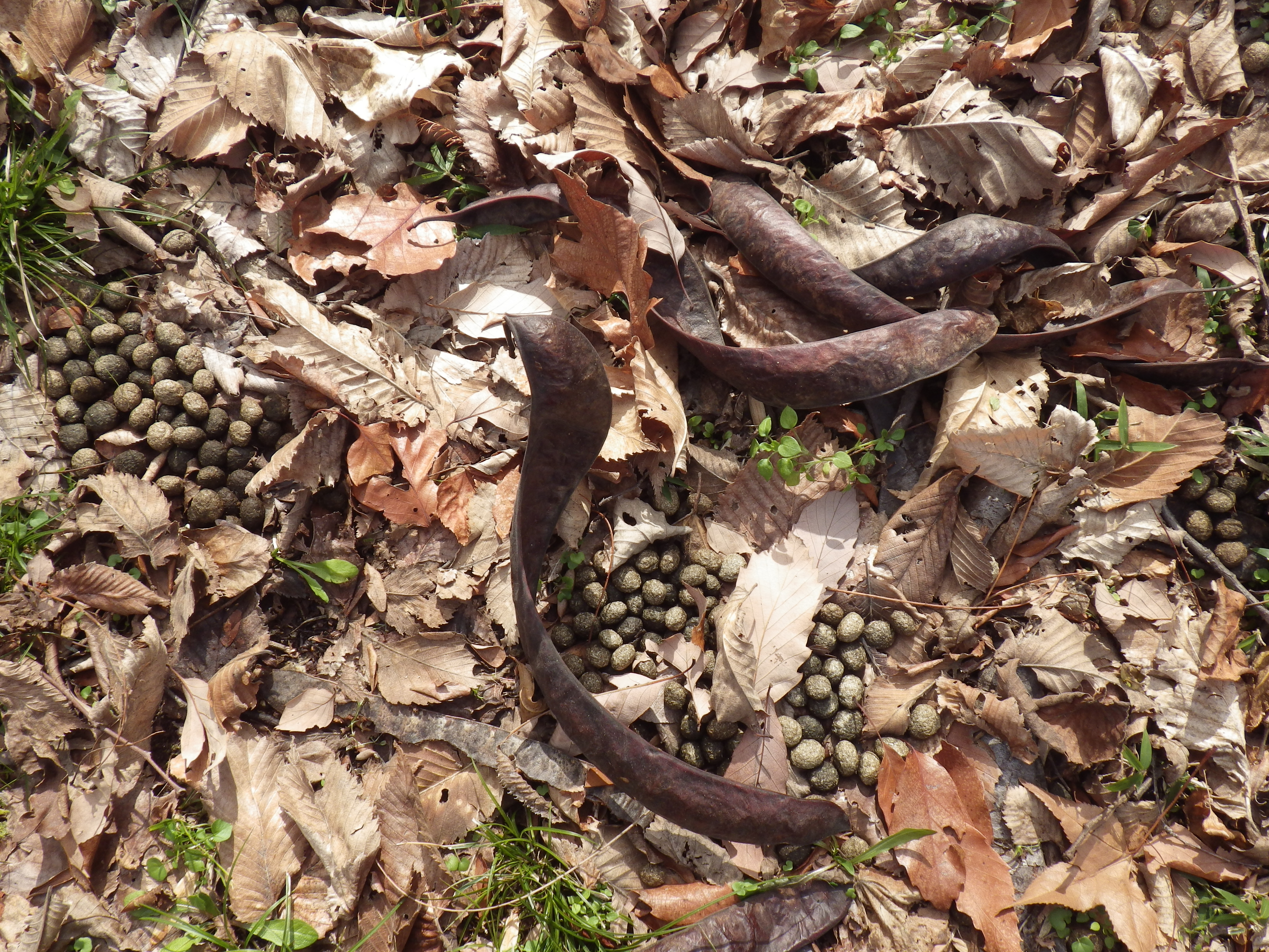 サイカチの実と野ウサギの糞