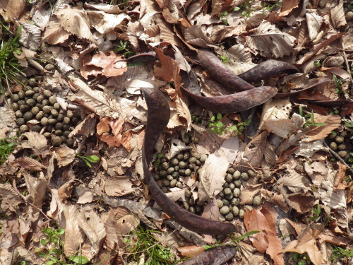 サイカチの実と野ウサギの糞