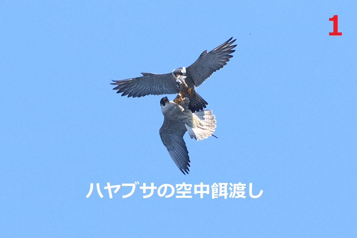 150A2051.JPG