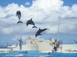 美ら海水族館03.jpg