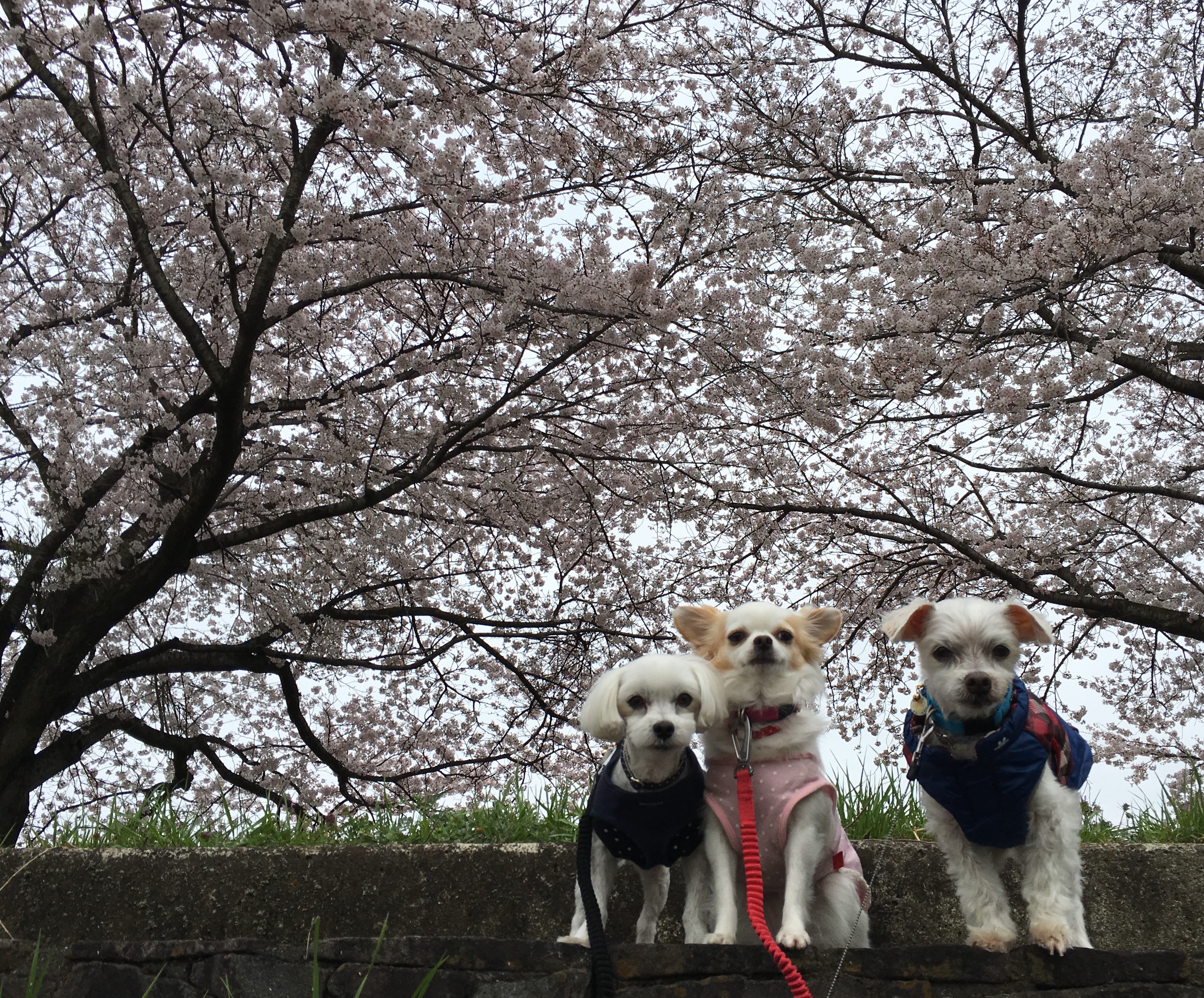 201604052102_7748_iphone.jpg
