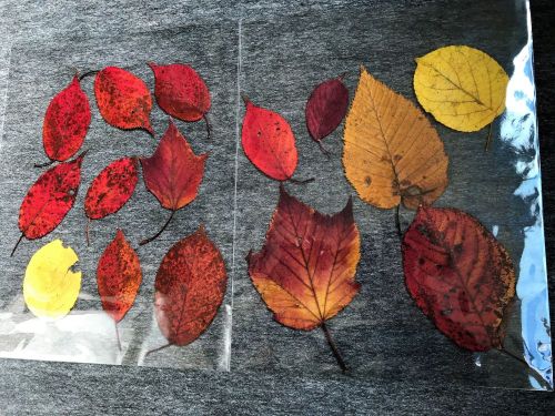 紅葉落ち葉 のん木ぶろぐ 楽天ブログ