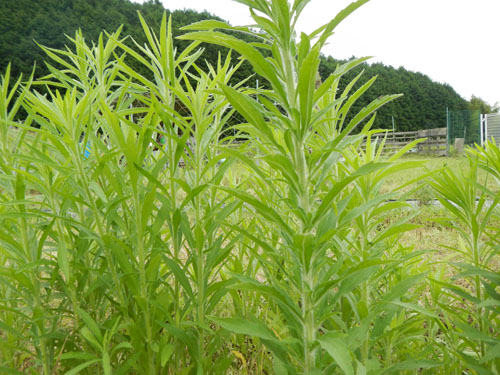 夏草.jpg