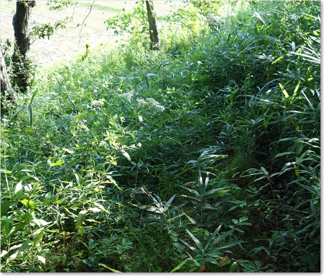 19道なのこれ？