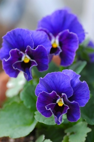 100401nokonhirahira2