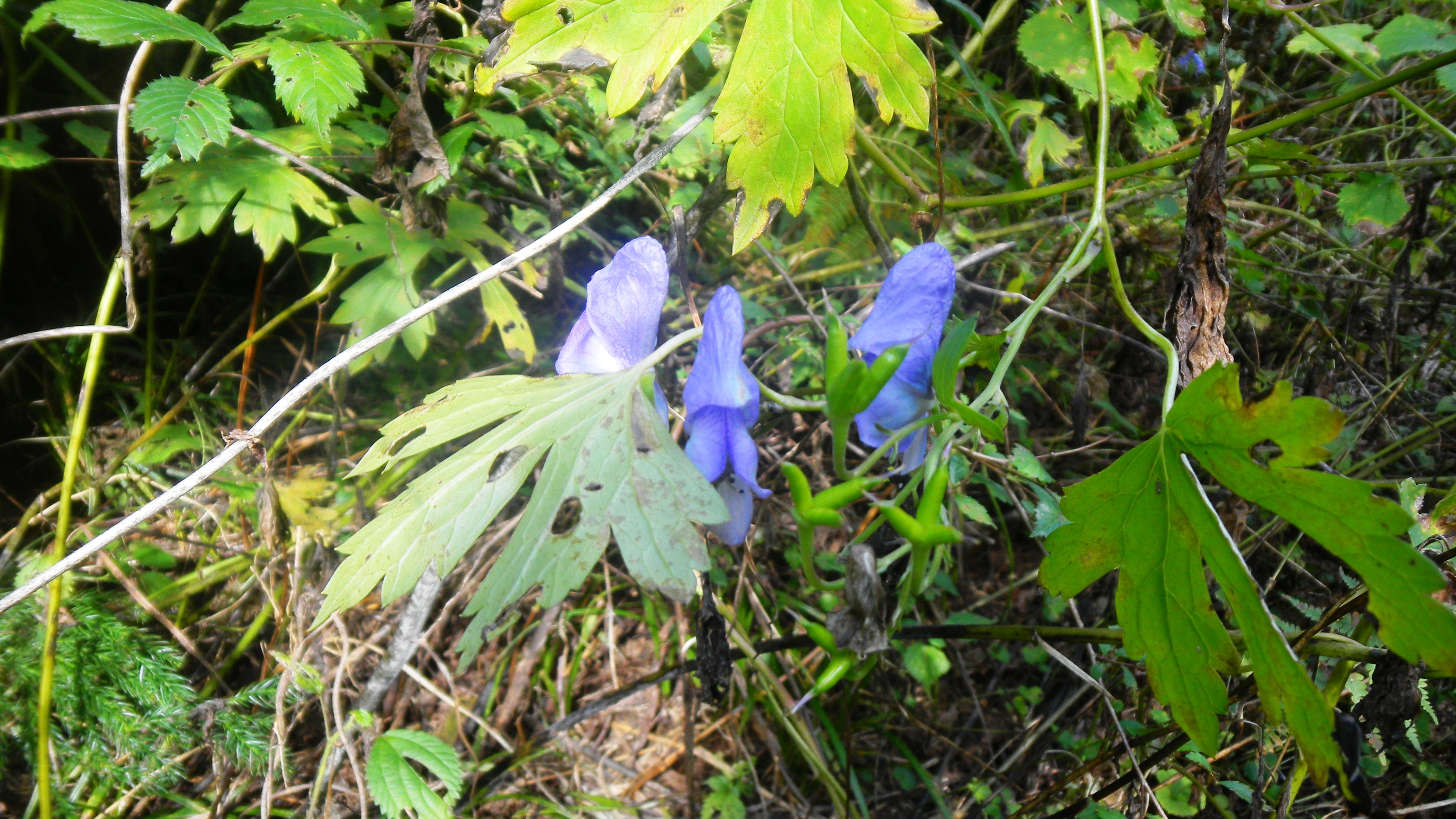 046トリカブト (2).JPG