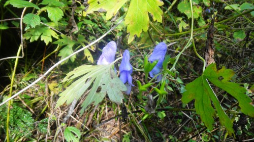 046トリカブト (2).JPG