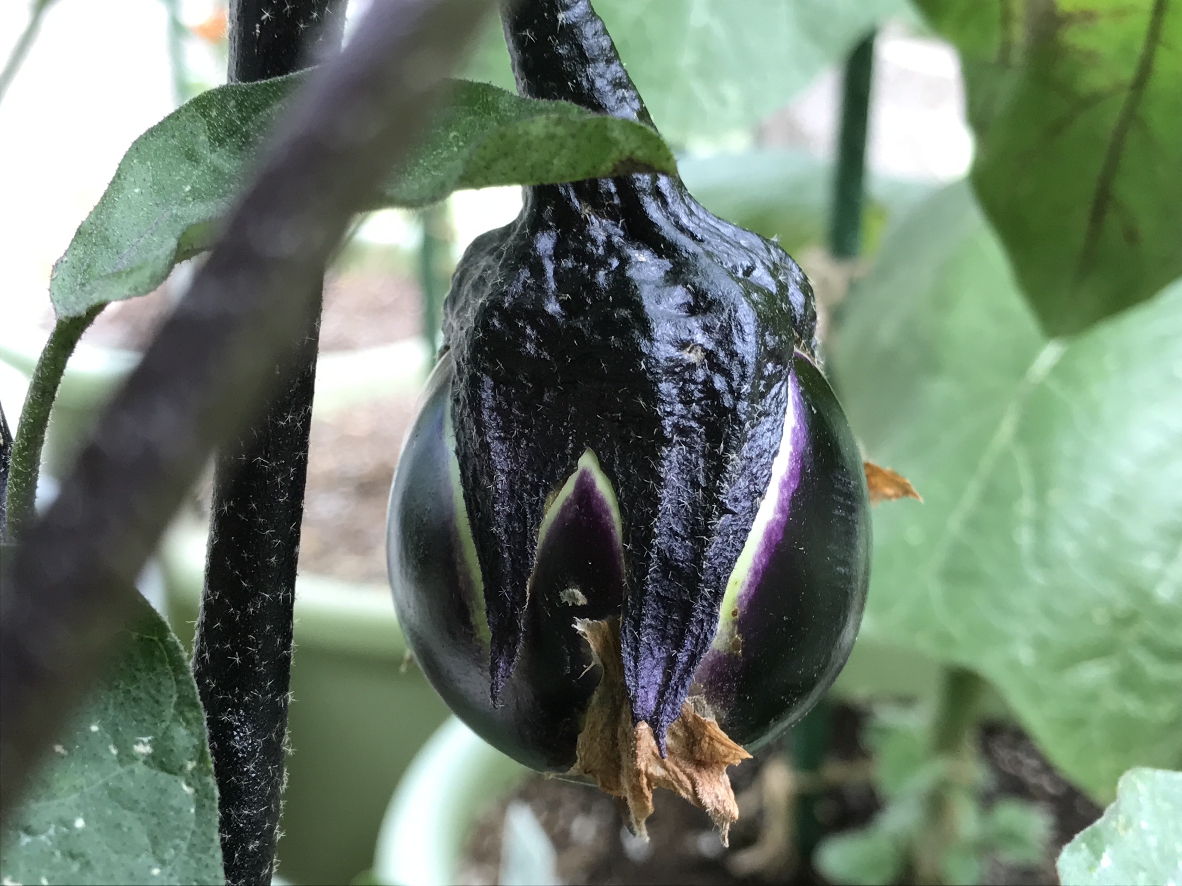 とろとろ炒めナス　1