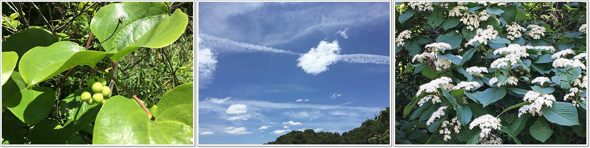 3空と実cats.jpg
