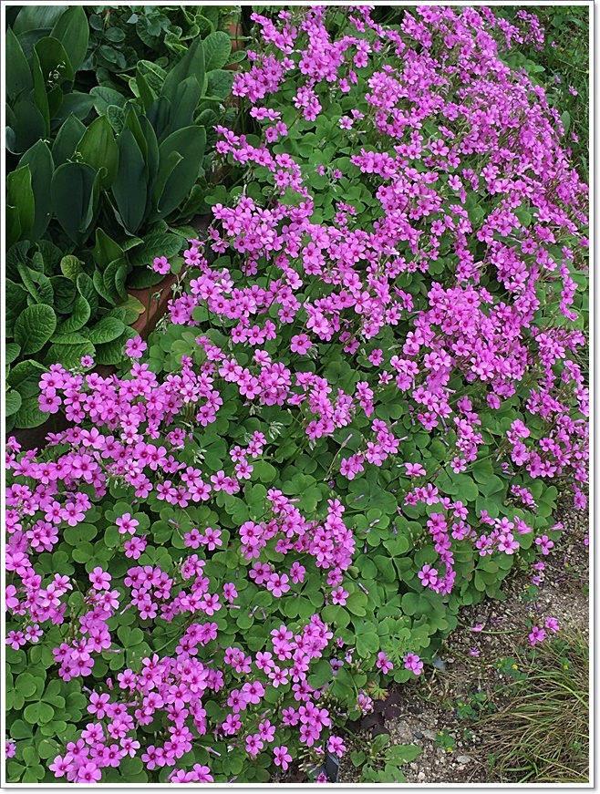 １縦芋カタバミ_3190.JPG