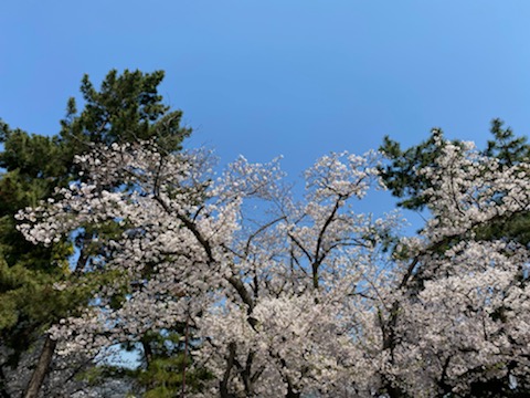 道明寺天満宮 (6).jpg