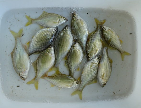 2025.7.22小魚釣り1-13%k.jpg