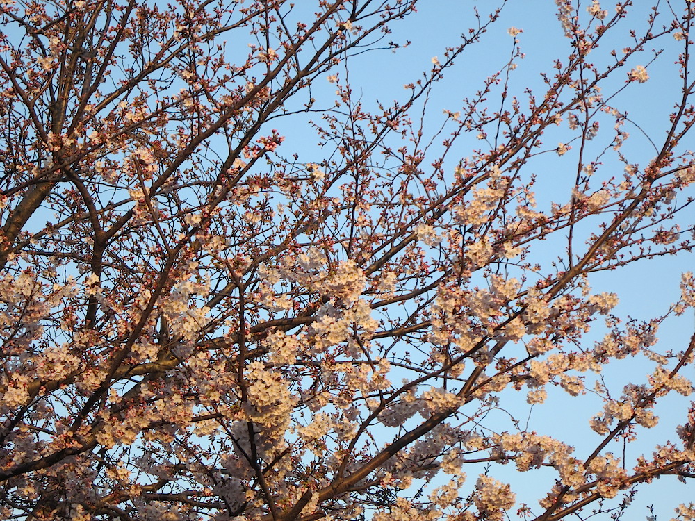 2015sakura030.JPG