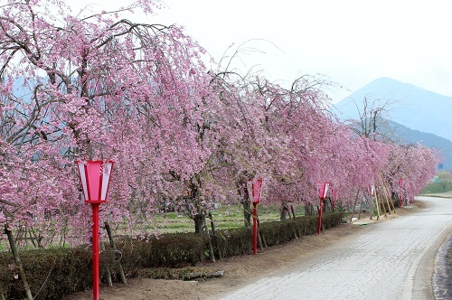 新庄川の枝垂桜 (2).JPG
