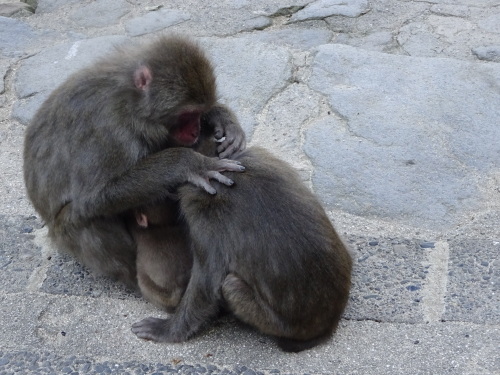 カラオケさんの子供たち (3).JPG