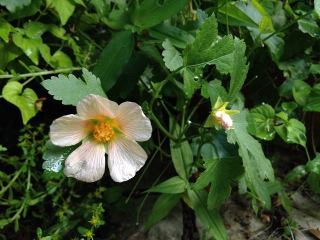 IMG_0475 (640x480).jpg