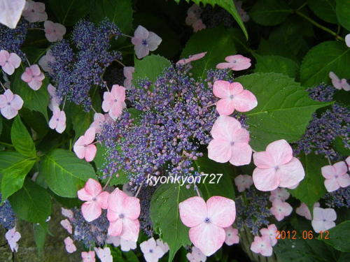 ガクアジサイ2