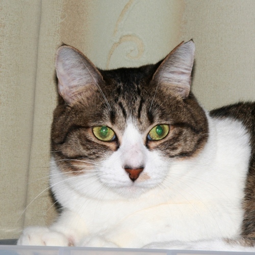 家族紹介用画像フォルダ