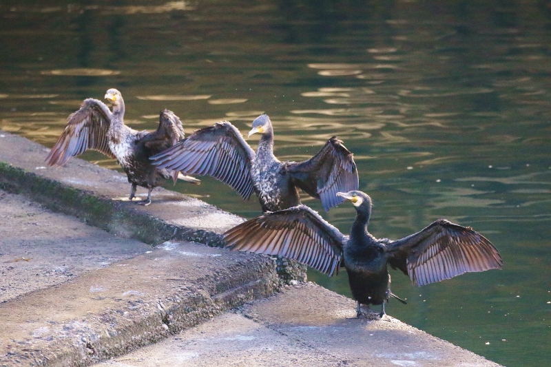 P95A0200 (800x533).jpg