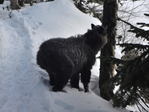 カモシカ201402196.jpg