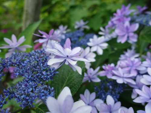 もりやま芦刈園 あじさいの開花状況 奥様はネットショッピングがお好き 楽天ブログ