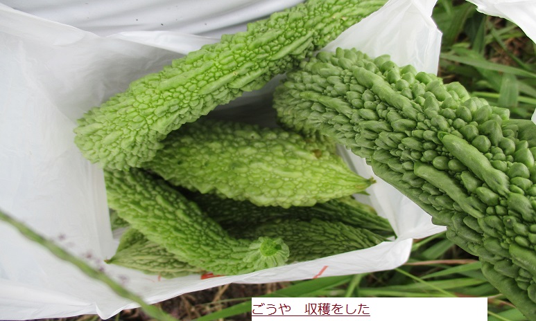 ごうや.JPG