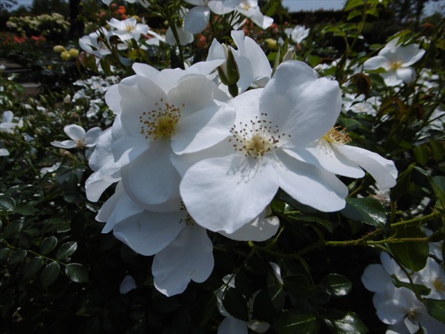 P1240785_R.JPG