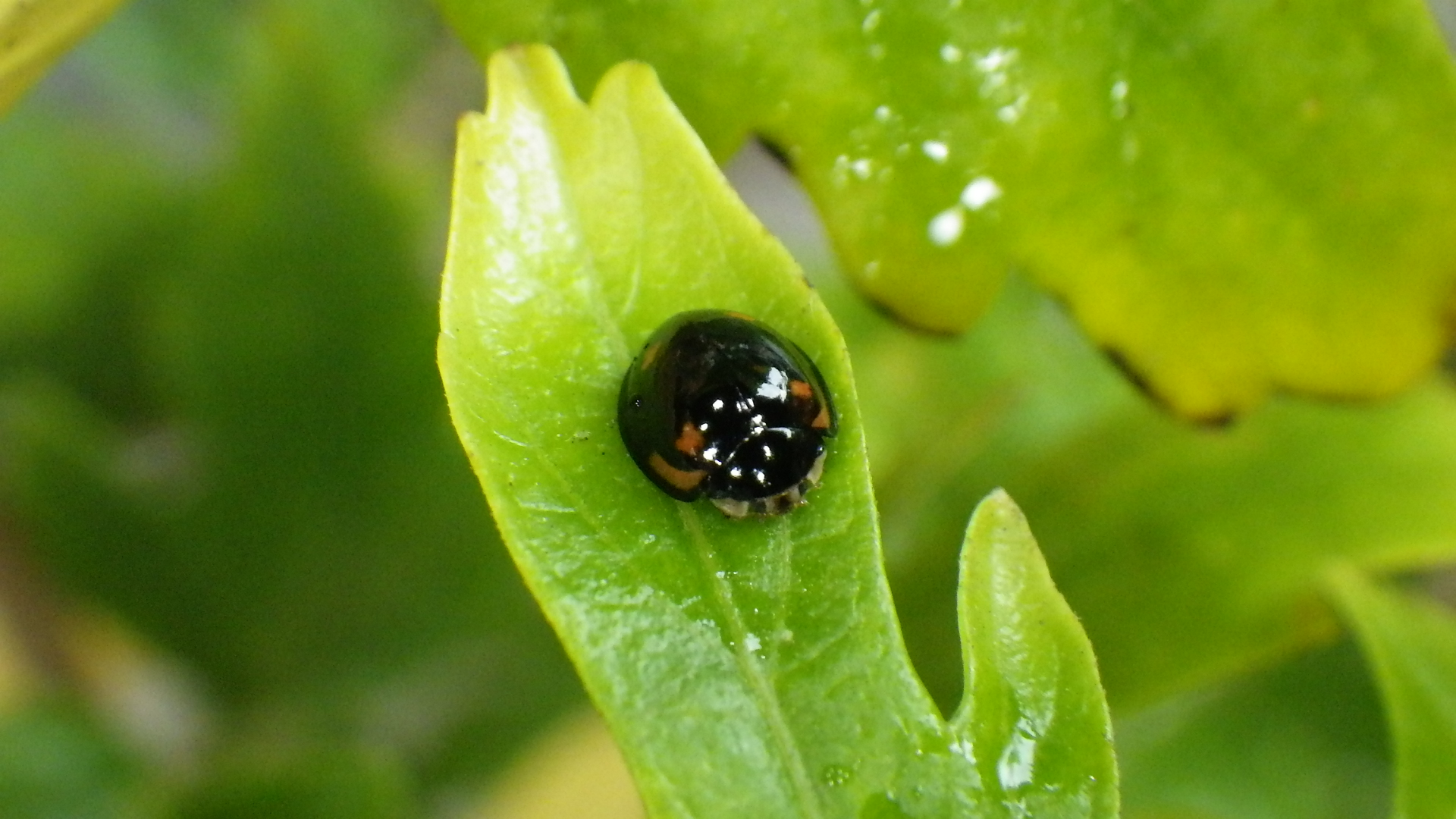 ダンダラテントウ