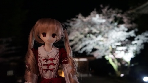 DDちゃん　三井寺夜桜5.jpg