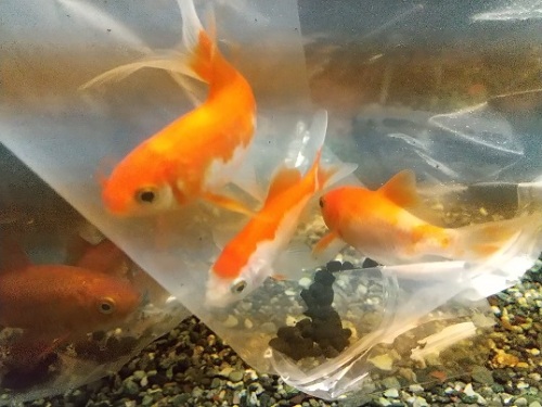 金魚水槽に新しい金魚さんをお迎えしました ネコ様とガーデニング 楽天ブログ