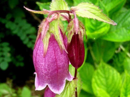 ホタルブクロの花 赤紫色のホタルブクロとともに白花のホタルブクロも見つけました 気仙沼大島での自然観察 その13 しろうと自然科学者の自然観察日記 楽天ブログ