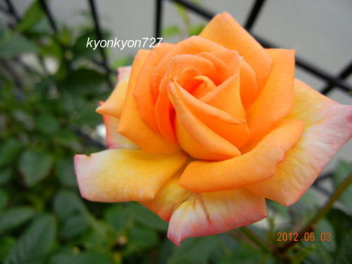 ミニバラ・エッコ5