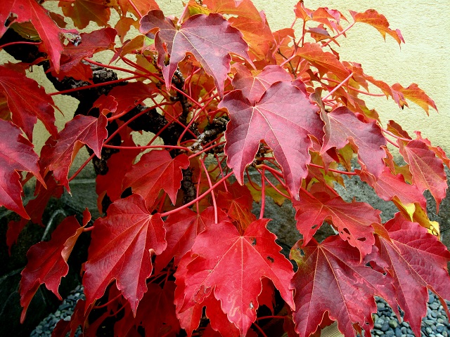 004ツタ2012.11.9-3.JPG
