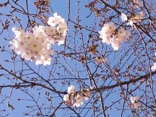快晴の下でソメイヨシノ咲き始め2017