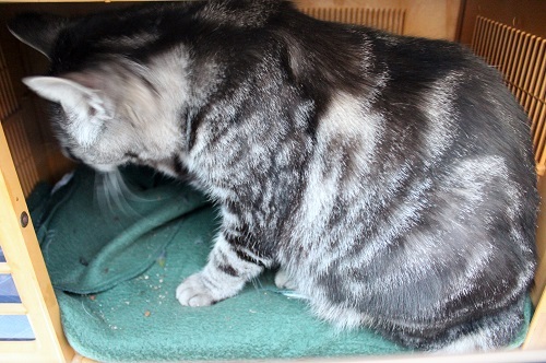 目白を食う (17).JPG