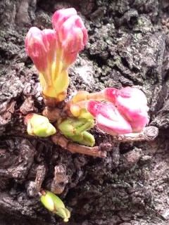 桜開花秒読み2017