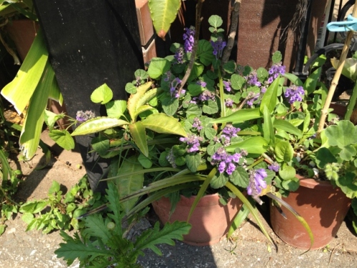 IMG_6996 (640x480).jpg