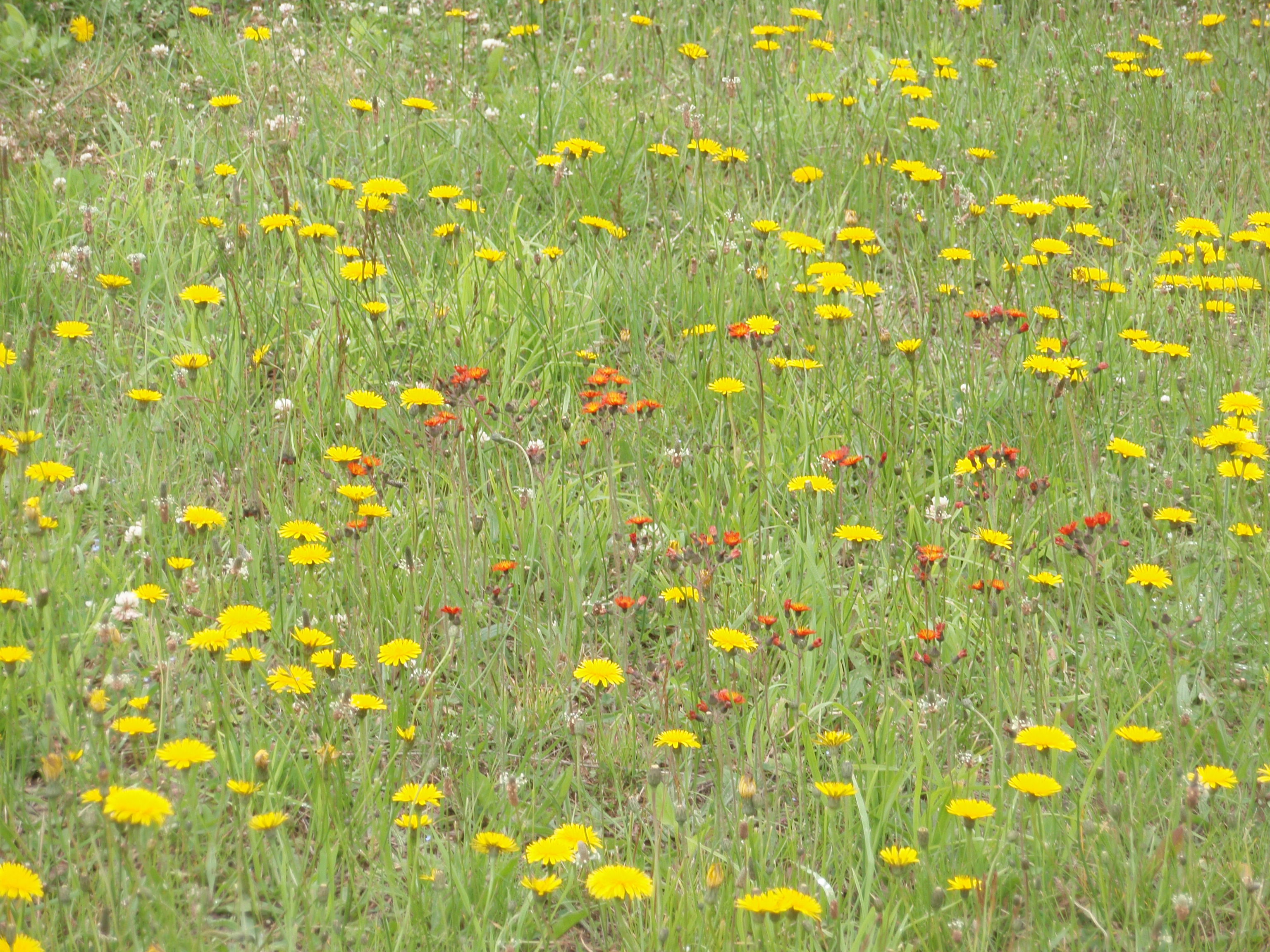 フラワーソン、孝子さん、花壇、室内 007.jpg