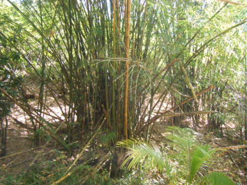 グアム旅行 タロフォフォの滝 (8).JPG