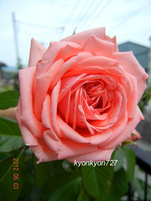 ローザ・キモノ4