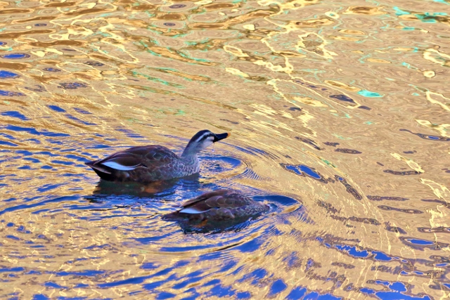 P95A2601 (640x427).jpg