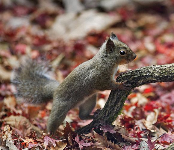 1200px-Japanese_Squirrel_edited_version.jpg