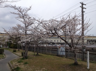 130420 furukawa sakura002.jpg