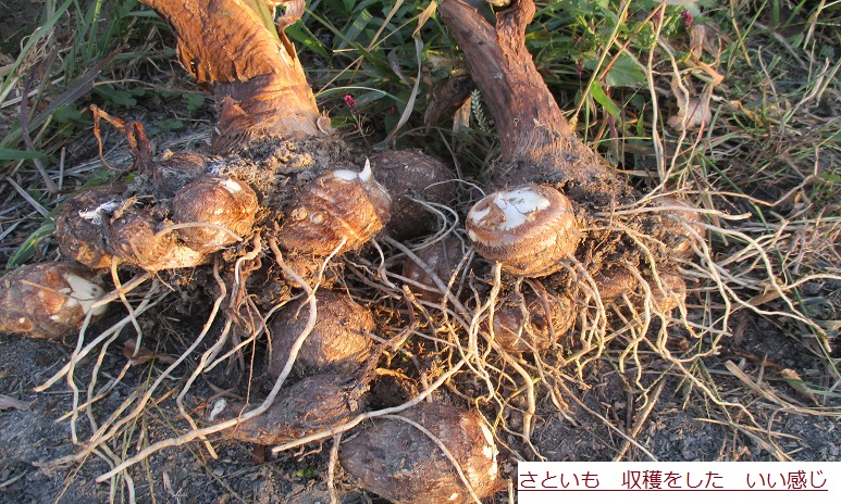 さといも.JPG