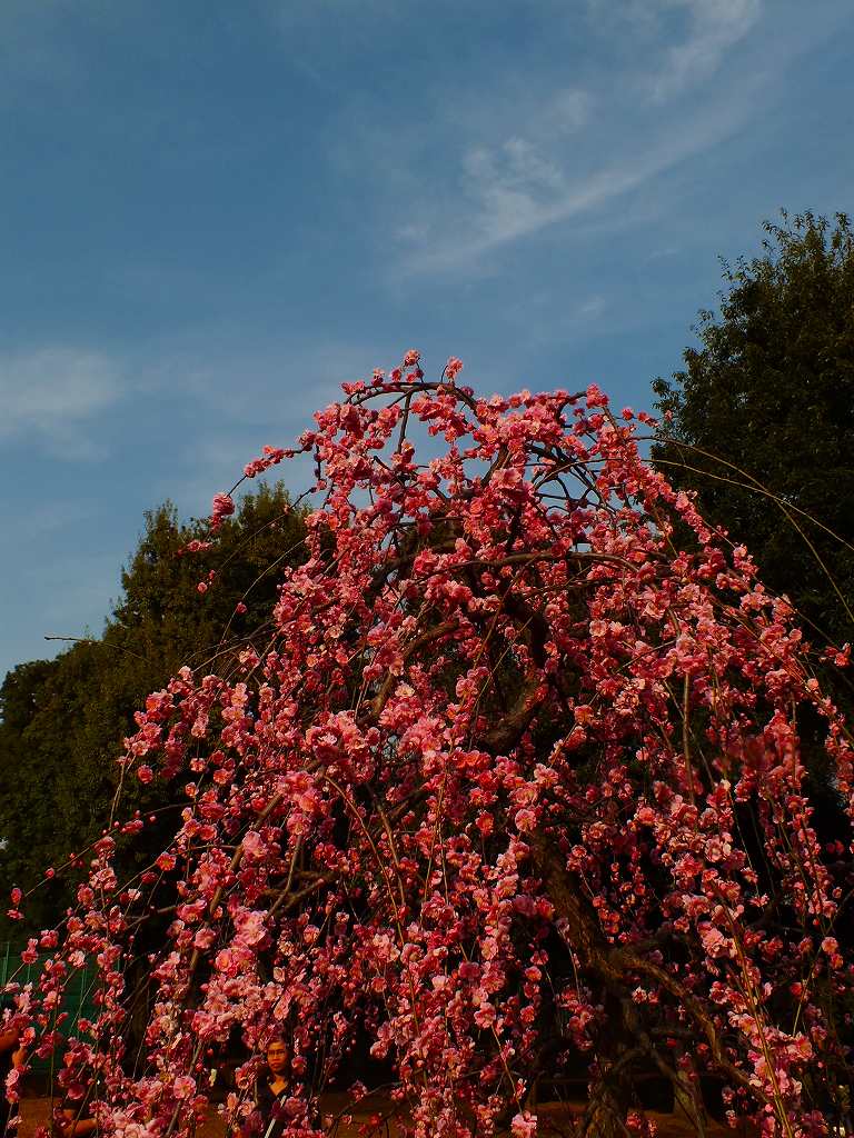 DSCF4291.jpg