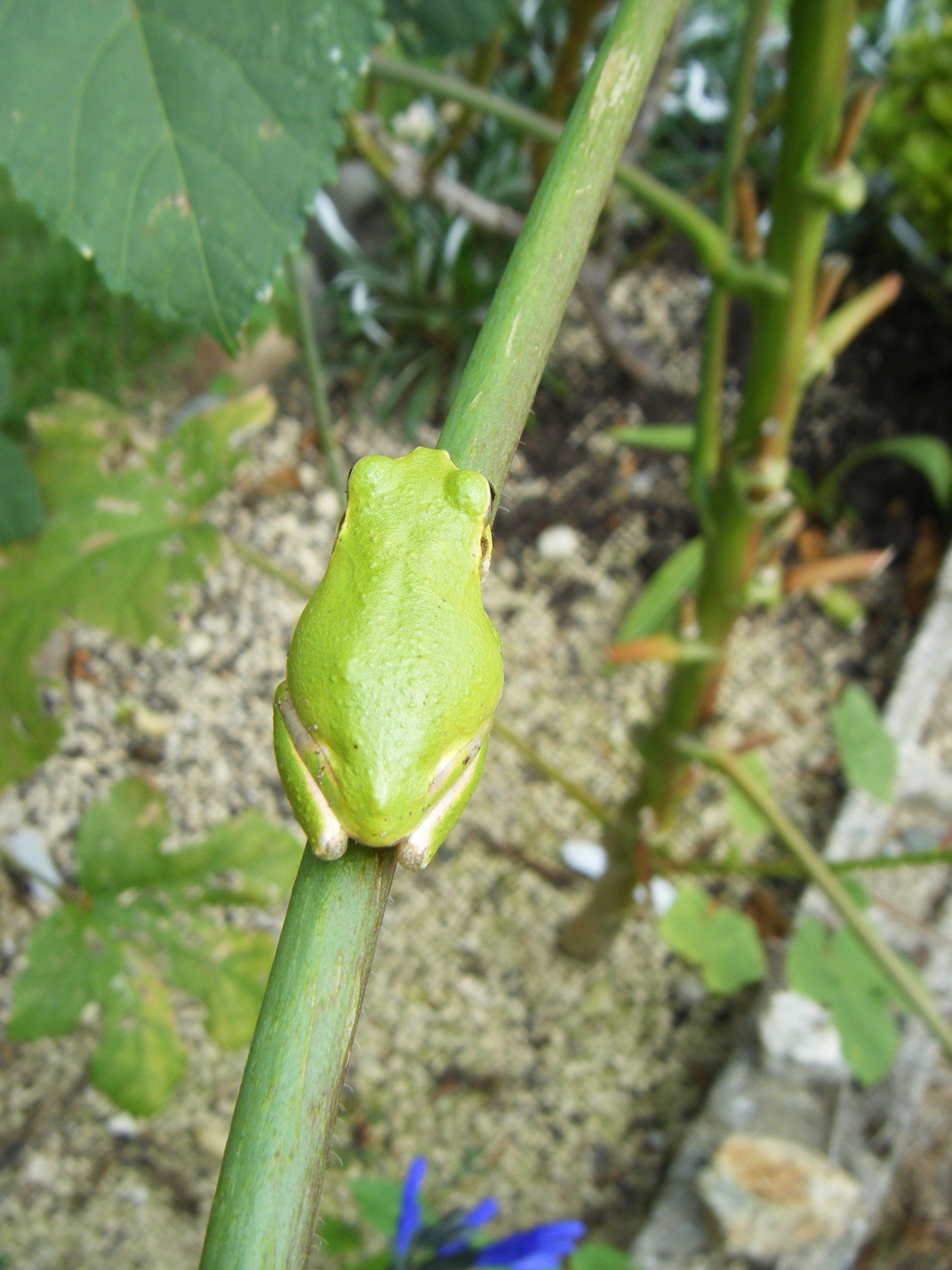 DSCF0578.jpg