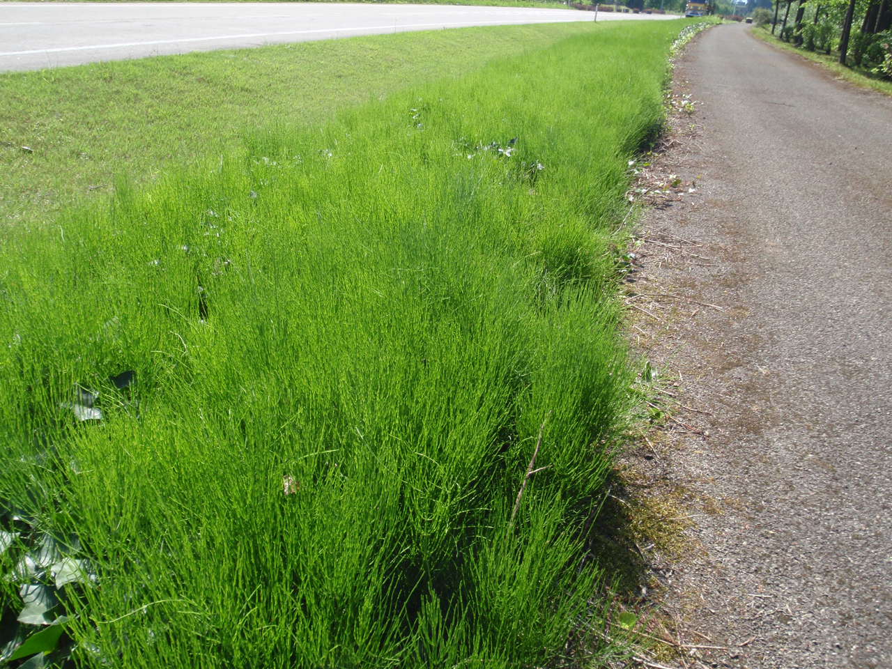 P5310069.JPG