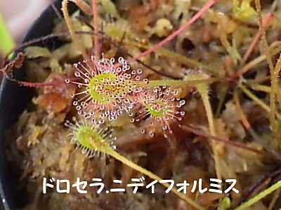 ドロセラ モウセンゴケ の栽培 僕の食虫植物日記 楽天ブログ