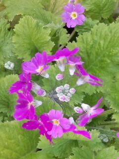 桜草そろそろ見頃2017