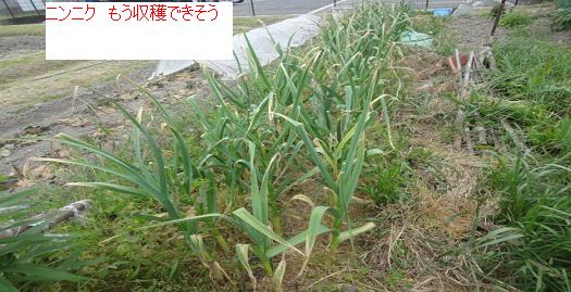 110にんにく.JPG